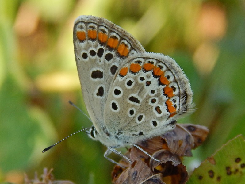Licaenidae da identificare